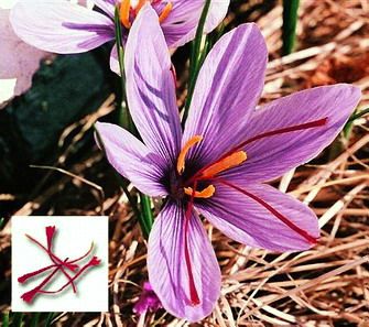 Crocus_sativus1.jpg