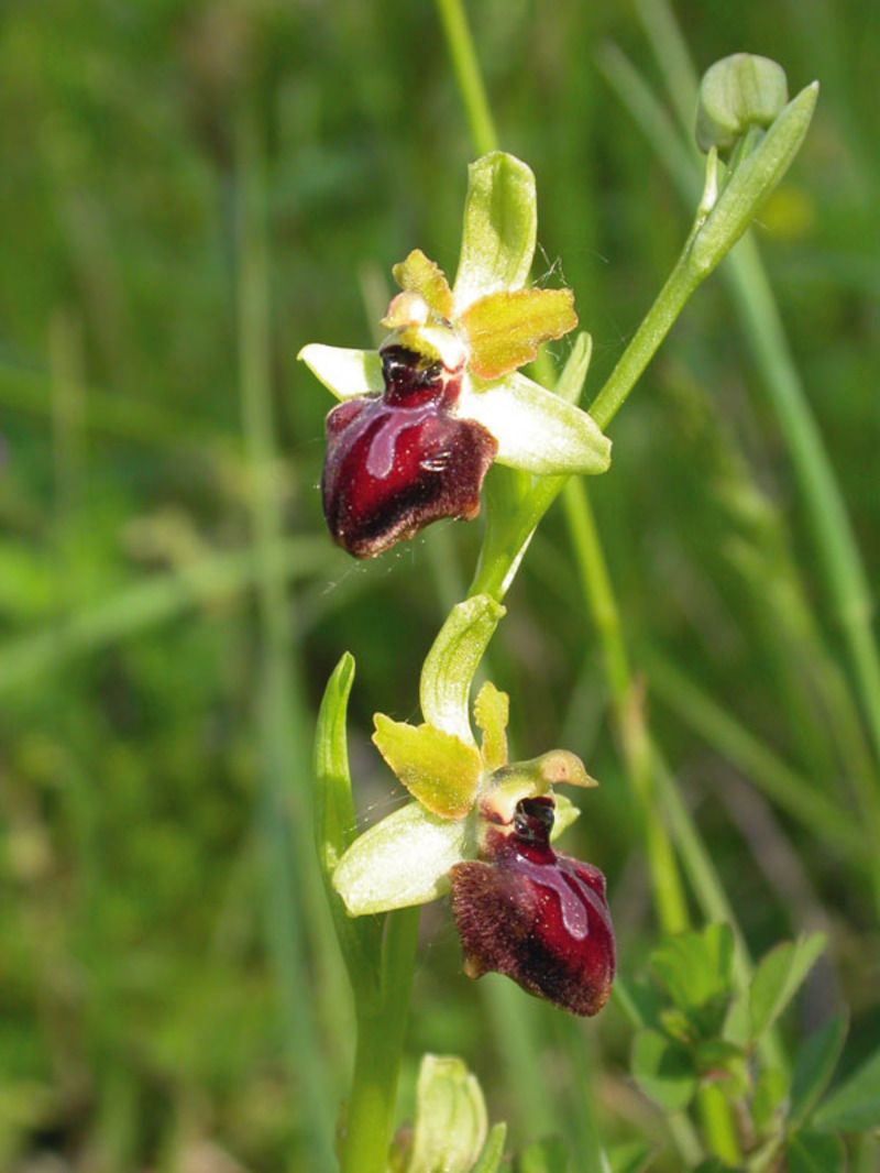 Ophrys_araignee.jpg