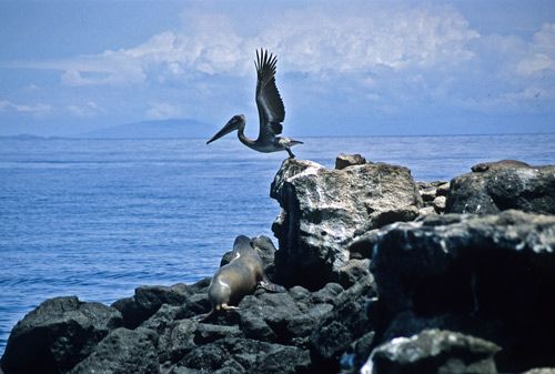 Pelican-Flying-Galapagos.jpg