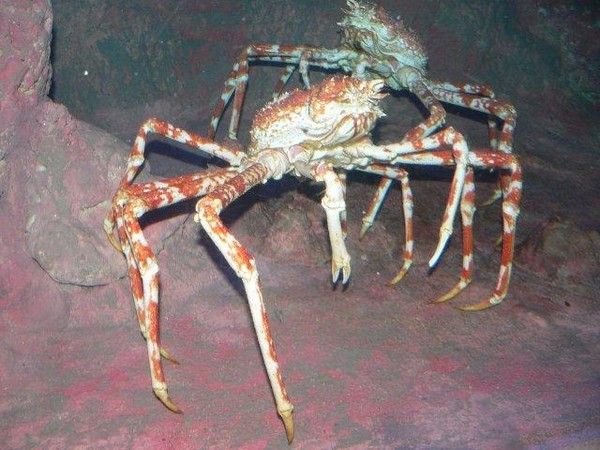 Animaux - Crustacés - Le crabe araignée géant -