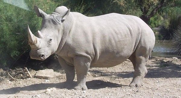 mammifères - le Rhinocéros - 