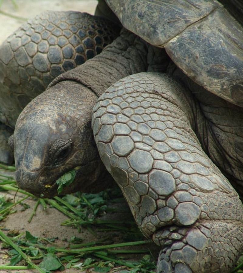 aldabra-tortue-144c8e4.jpg