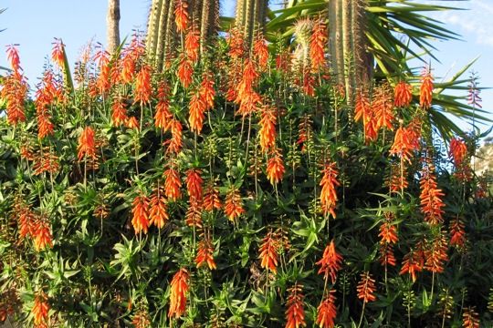 aloes-arborescens-466026-2194a69.jpg