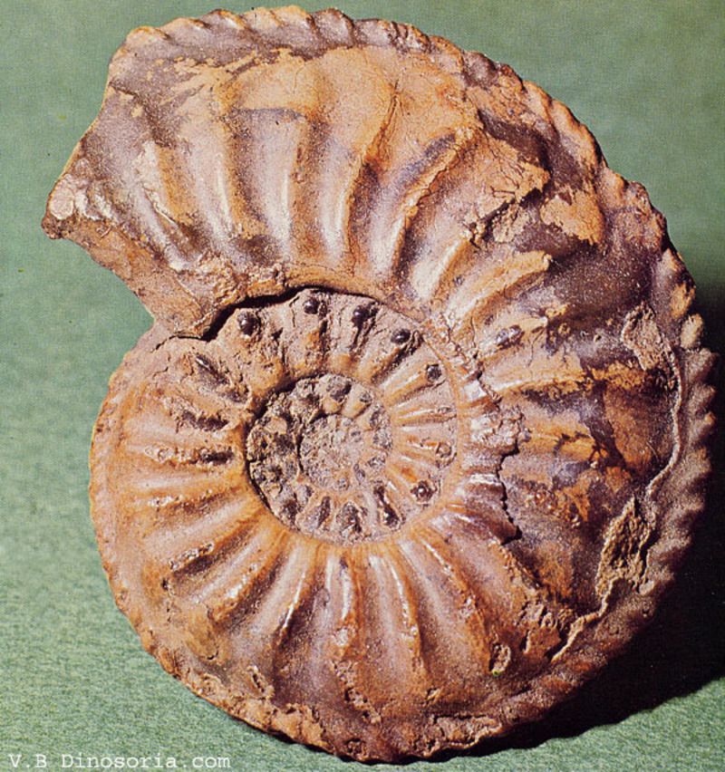 ammonite-d-5-13bacd6.jpg