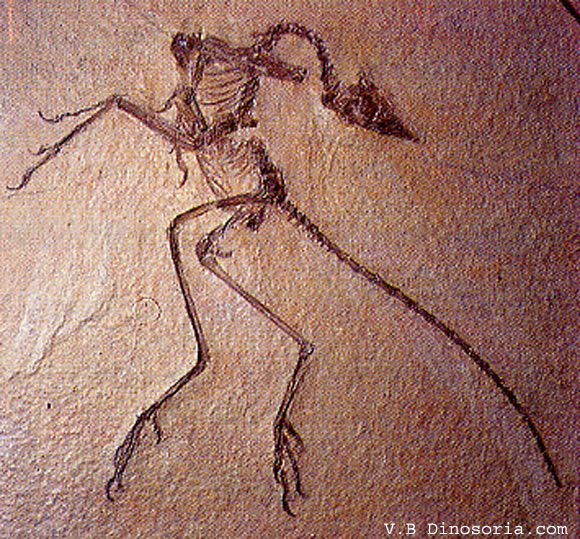 archaeopteryx-4-1a66657.jpg