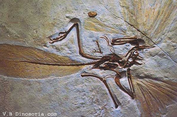 archaeopteryx-5-1a66682.jpg