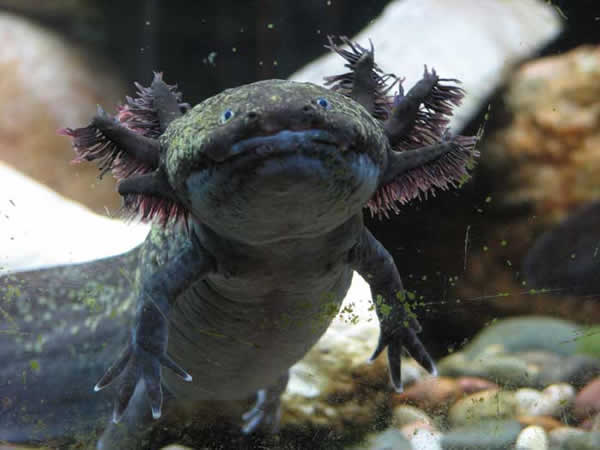 axolotl-5-1f42e30.jpg
