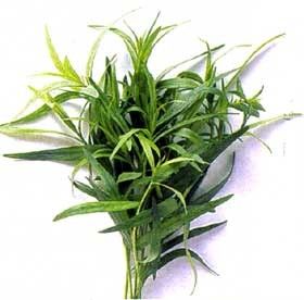 Plantes et herbes aromatiques - L'estragon -