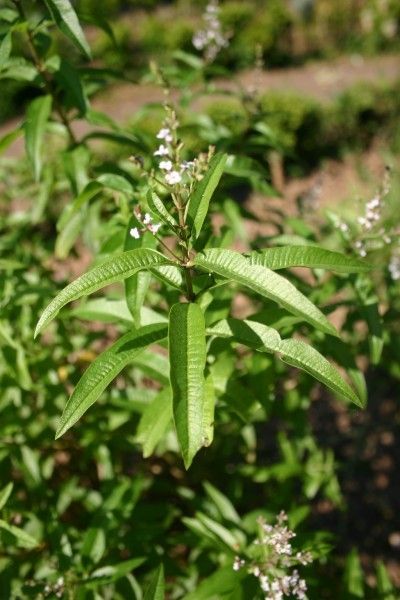 Plantes et herbes aromatiques - La Verveine odorante - 