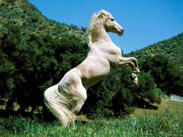 Animaux - Equidés... Le cheval et son évolution 