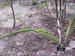 Cactées et plantes succulentes-Acanthocereus tetragonus 