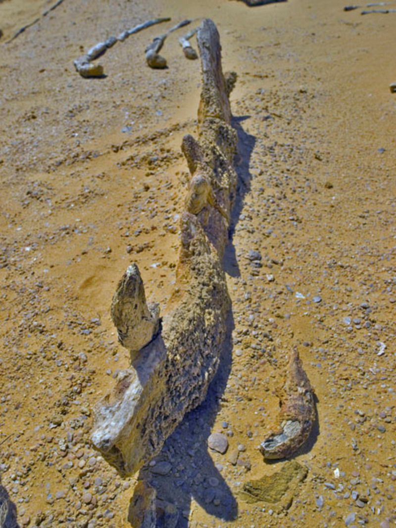 basilosaurus-11-1c7bdf7.jpg