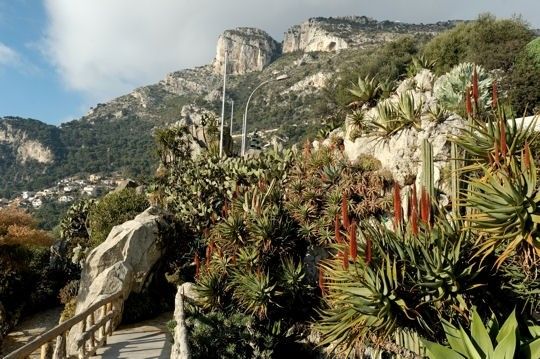 Parcs et jardins - Le jardin exotique de Monaco - 2 -