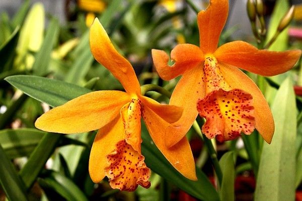 Orchidées - Epicattleya -