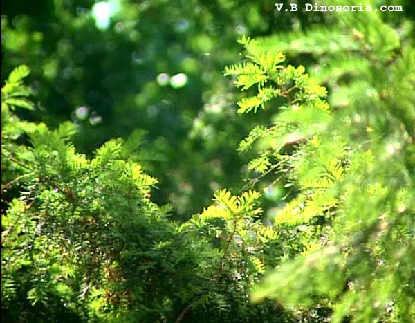 caulerpa-taxifolia-3-1471261.jpg