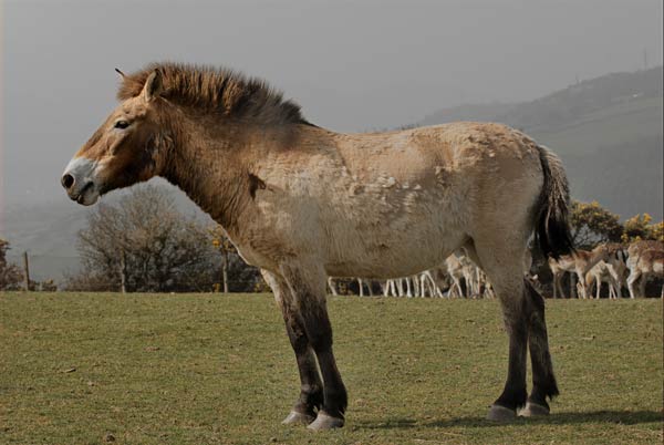 cheval-sauvage-2001-11ad786.jpg