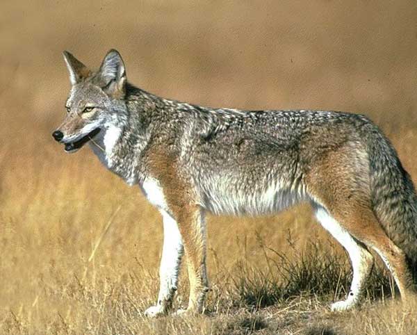 coyote-11.jpg