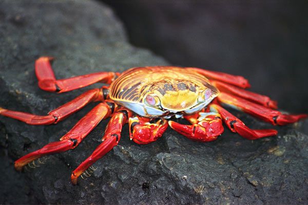 crabe-galapagos2.jpg