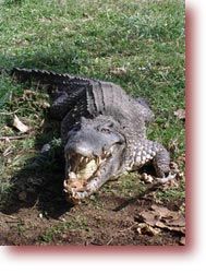 crocodile-1312d2c.jpg