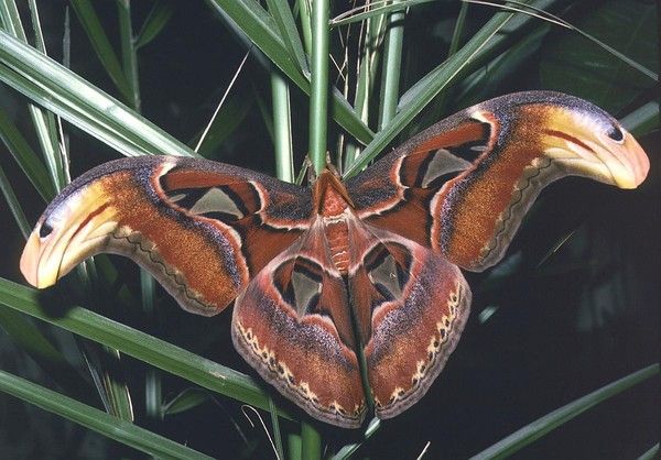 Animaux - Insectes - Papillons - Attacus atlas -