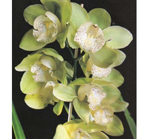 Orchidées - Cymbidums - Valley Blush 'Magnificent'
