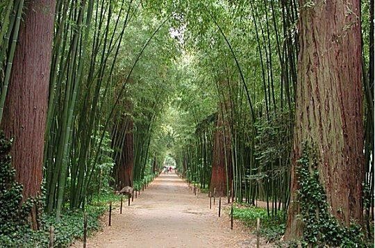 Parcs et jardins - Bambouseraie de Prafrance -