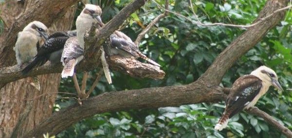 Animaux - Oiseaux - le Kookaburra -