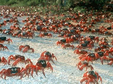 Animaux - Crustacés - Le crabe rouge -