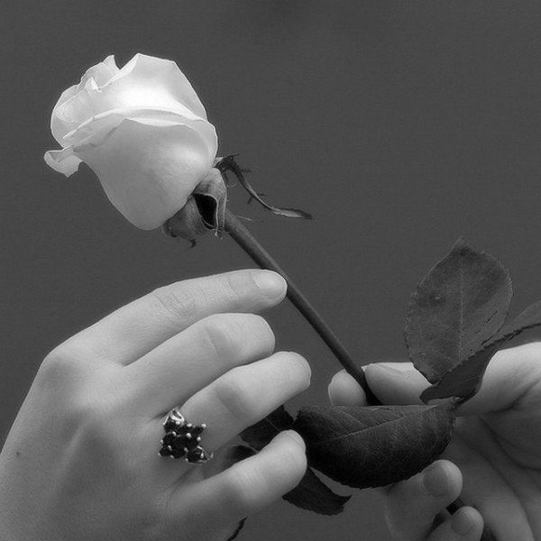 La Rose de l'Amitié... de Dinelou...