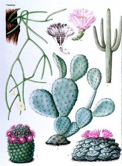 Cactées et plantes succulentes - Les Cactaceae