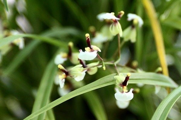 Orchidées - Sigmatostalix radicans -