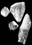 Préhistoire - hominidés - Ardipithecus kadabba