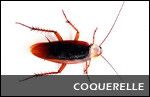 Animaux - Insectes - La coquerelle -
