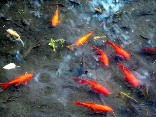 aquariophilie eau douce-poisson rouge-reproduction,maladies