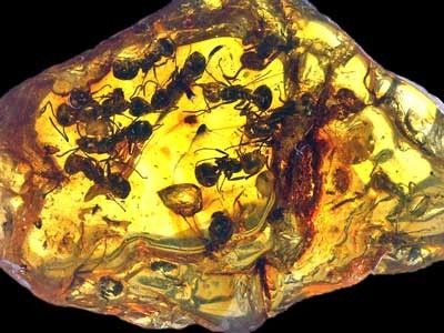 Fossiles et fossilisation - L'ambre - 