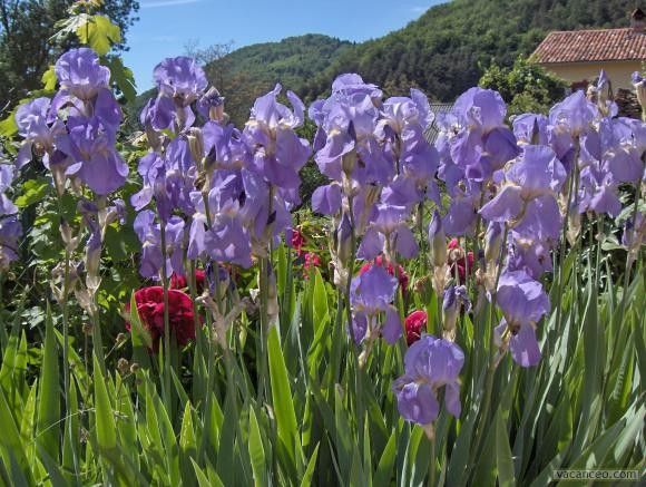 Au jardin - L'Iris - 