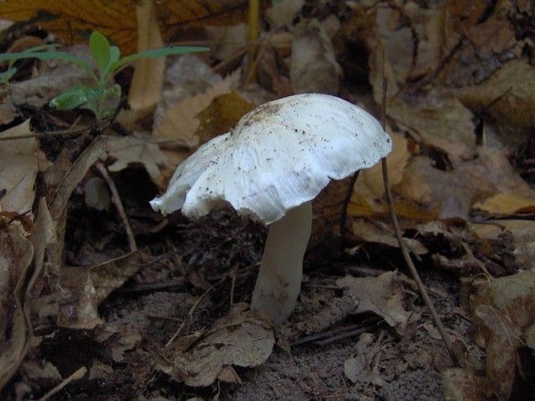 Champignons- Chapeau blanc - tricholome colombette -