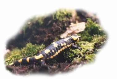 Animaux - batraciens,amphibiens - La Salamandre - 