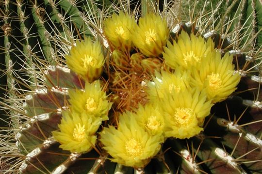 ferocactus-.jpg