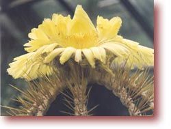 fleur_cactus-1312d4b.jpg