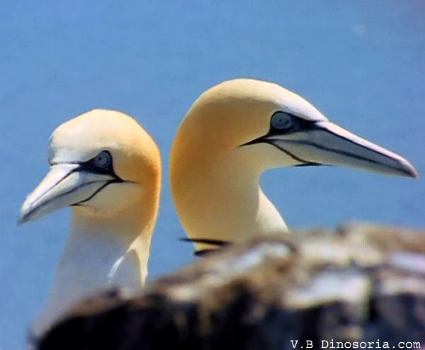 Chili : 2.000 oiseaux retrouvés morts