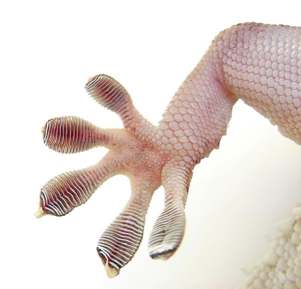 gecko-pattes-180b4d2.jpg