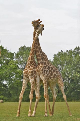 girafes.jpg