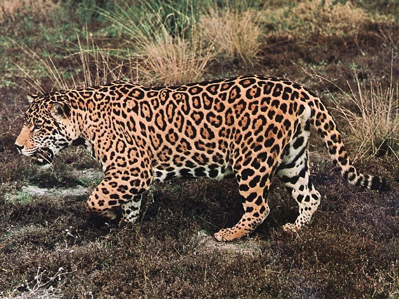 jaguar-walks_on_grassland.jpg