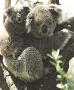 koala7_1.jpg