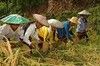 Patrimoine culturel immatériel de l'humanité - Le Hudhud -