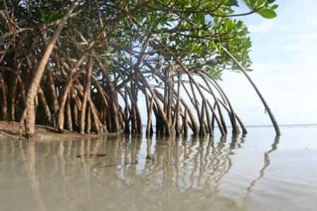 mangrove_m-20aedfb.jpg