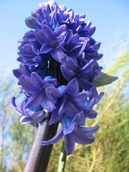 med-jacinthe-bleue-visoflora-9072.jpg