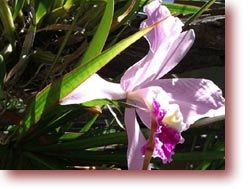 orchidee-1312d8b.jpg