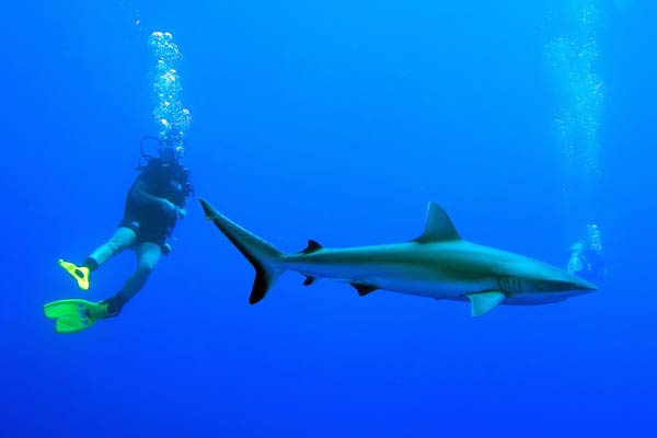 polynesie-requin-13871dc.jpg